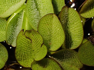 PB101031a.jpg